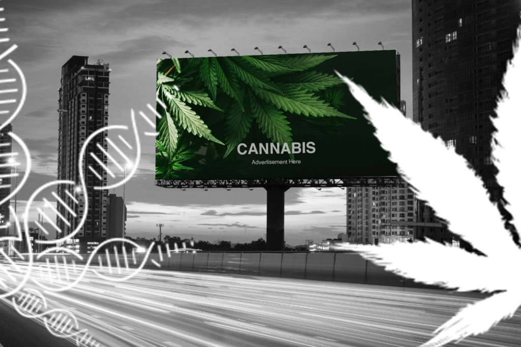 overview-of-the-paid-media-options-for-the-cannabis-industry